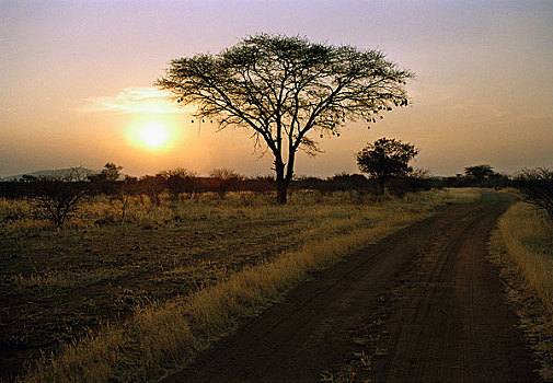 遥远,道路,剪影,树,日落,纳米比亚