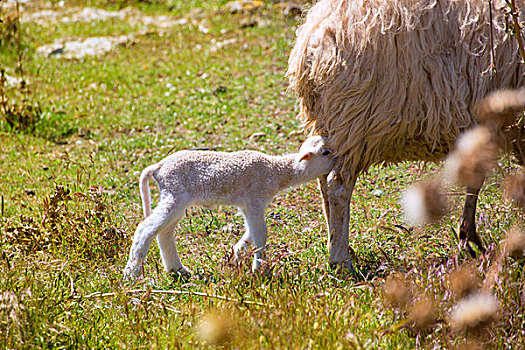 绵羊,羊羔,哺乳,米诺卡岛,地点
