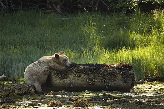 大灰熊,休息,原木,湾流,不列颠哥伦比亚省,加拿大