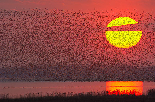 夕阳湖面上万鸟齐飞