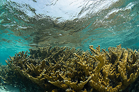 珊瑚,桌面珊瑚,海洋,靠近,伯利兹