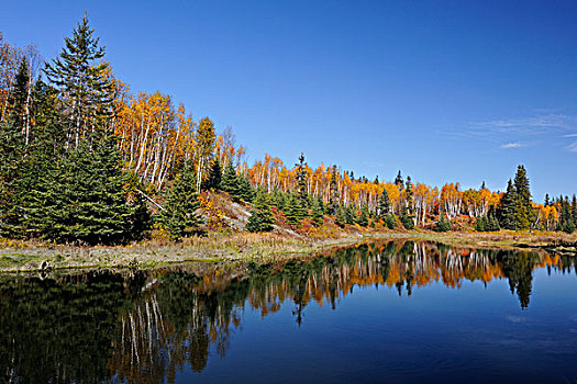 秋天,反射,连通,溪流,萨德伯里,安大略省,加拿大