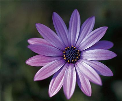 花,紫色
