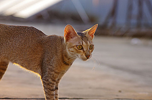 夕阳下的猫