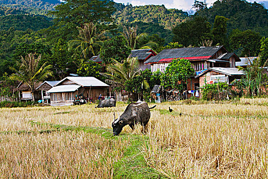 母牛,放牧,遥远,北方,老挝,乡村