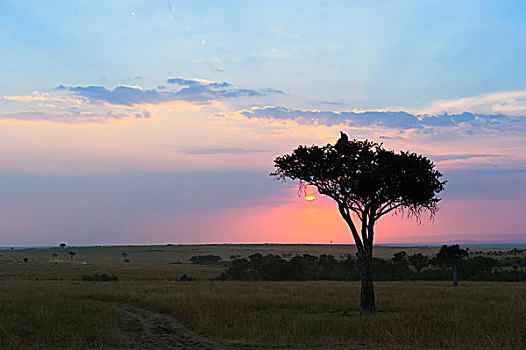 夕阳下的一棵树