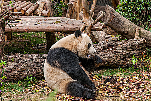 四川成都大熊猫繁育研究基地