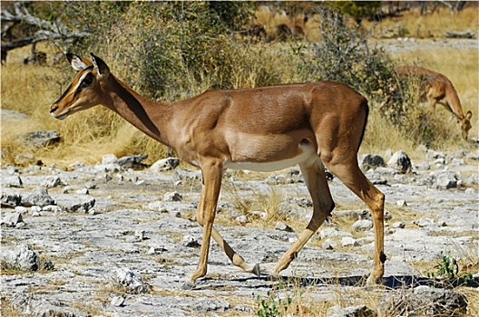 黑斑羚,国家公园,纳米比亚