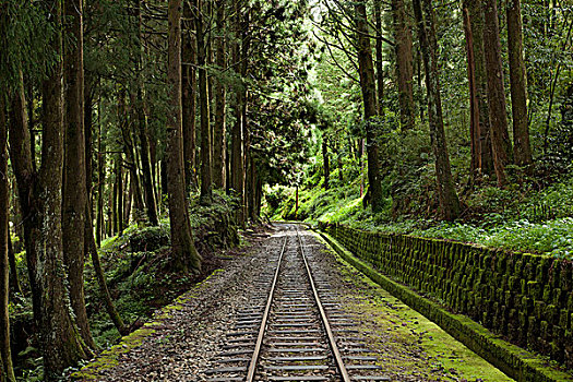 台湾,阿里山,森林小火车铁轨