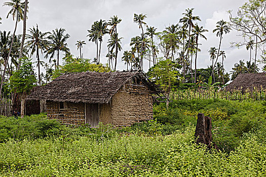 非洲,莫桑比克,岛屿,传统,茅草屋顶,建筑,围绕,绿色