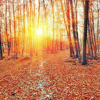 日落,秋日树林