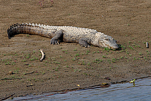湿地,鳄鱼,成年,休息,沙洲,旁侧,水,奇旺国家公园,尼泊尔,亚洲