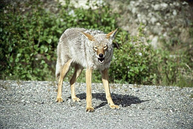 丛林狼,阿拉斯加,美国