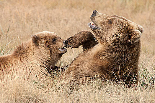 大灰熊,棕熊,玩,卡特麦国家公园,阿拉斯加
