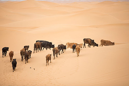 沙漠中的牛群