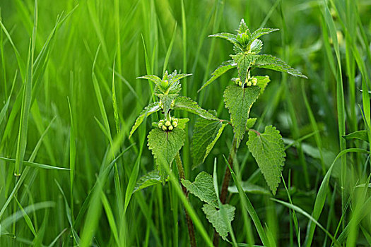 荨麻,隐藏,草,特写,照片