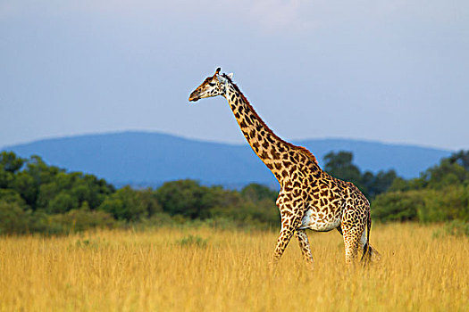 马赛长颈鹿,长颈鹿,成年女性,步行,热带稀树草原,马赛玛拉国家保护区,肯尼亚,非洲