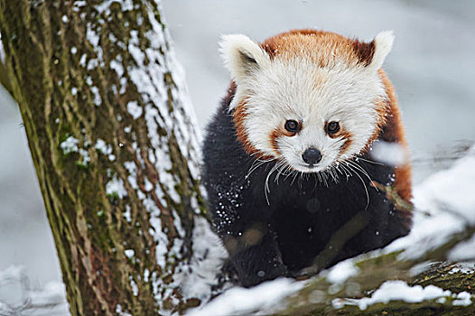 特写,头像,小猫熊,小熊猫,积雪,树,冬天,德国