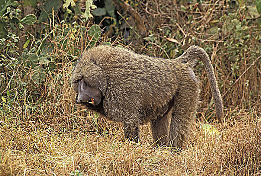 东非狒狒,雄性,吃,植物,马赛马拉,公园,肯尼亚