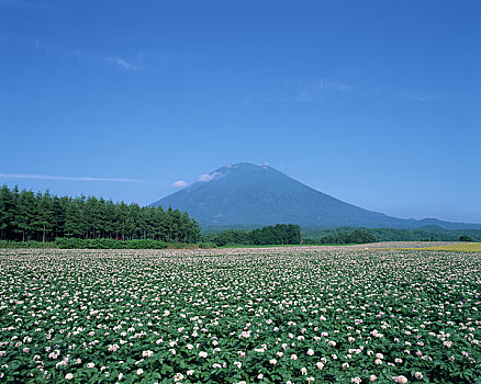 土豆田,山