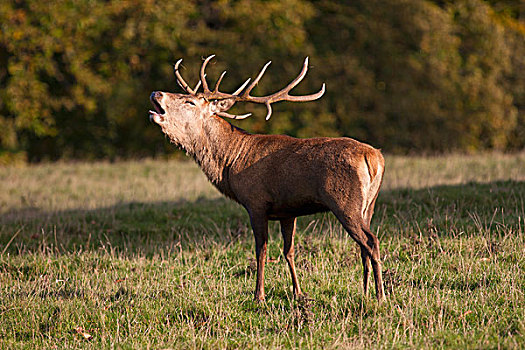 男性,鹿,叫,北约克郡,英格兰