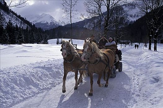 马拉,马车,雪中,风景,靠近,奥伯斯多夫