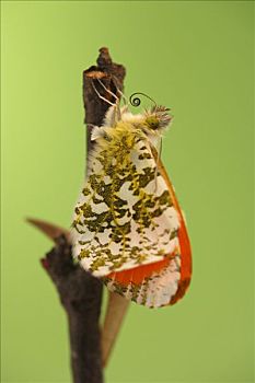 红襟粉蝶,蝴蝶,蜕变,荷兰