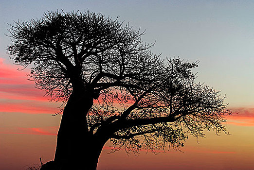 猴面包树,晚上,亮光,林波波河,省,南非,非洲
