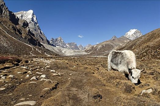 牦牛,山谷,东方,顶峰,萨加玛塔国家公园,尼泊尔