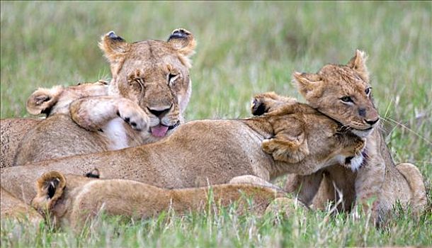狮子,雌狮,交际,行为,马赛马拉,国家公园,肯尼亚,东非