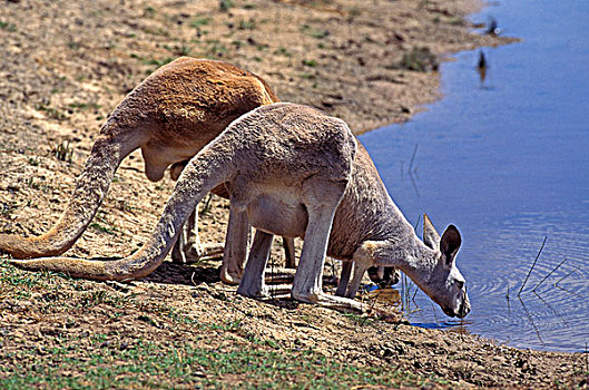 红袋鼠,成年,喝,水潭,澳大利亚