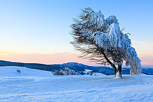 积雪,山毛榉树,日出,黑森林,德国