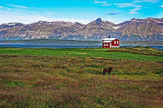 冰岛,红房,草地,马,山,背景