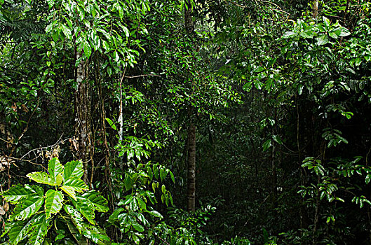 雨林,雨,风暴,国家公园,亚马逊雨林,厄瓜多尔,南美