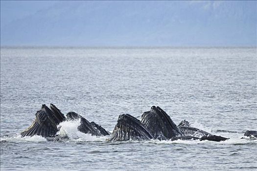 鲸,大翅鲸属,须鲸,阿拉斯加,美国