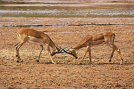 黑斑羚,马赛马拉,公园,肯尼亚