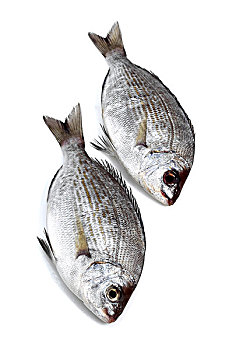 灰色,海鲷,鲜鱼,白色背景
