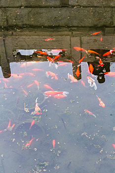 金鱼,水池,公园,北京