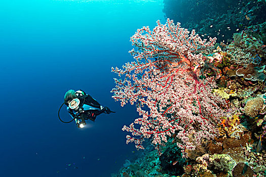 潜水,珊瑚,礁石,悬崖,看,樱花,大堡礁,太平洋,澳大利亚,大洋洲