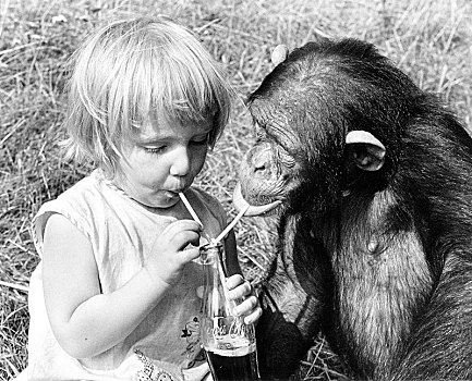 小女孩,黑猩猩,喝,一起,吸管,可乐,瓶子,英格兰,英国