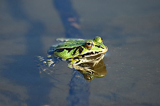 小,池蛙
