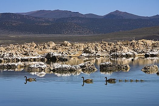 鸭子,莫诺湖,加利福尼亚,美国