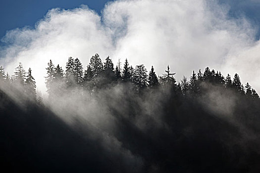 雾,树,坏,乌伯多夫,巴特辛德朗,巴伐利亚,德国,欧洲