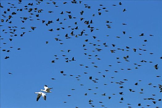 红翅黑鹂,山鸟类,混合,成群,雪雁,一对,博斯克德尔阿帕奇,新墨西哥