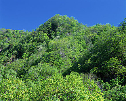 绿色,山峦