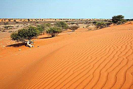 沙丘,卡拉哈里沙漠,纳米比亚,非洲