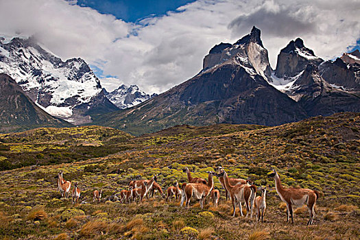 原驼,牧群,幼兽,托雷德裴恩国家公园,巴塔哥尼亚,智利