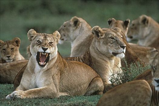 非洲狮,狮子,自豪,一个,女人,狰狞,塞伦盖蒂国家公园,坦桑尼亚