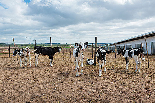 母牛,乳牛场,南非