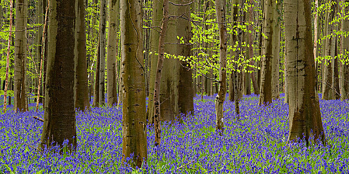 野风信子,蓝铃花,春天,自然保护区,布鲁塞尔,比利时